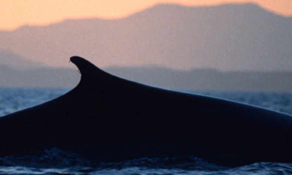 Fin whale surfacing