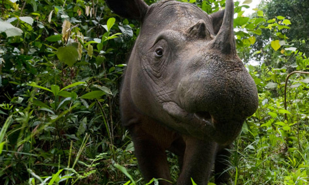 Sumatran rhino 07.24.2012 help