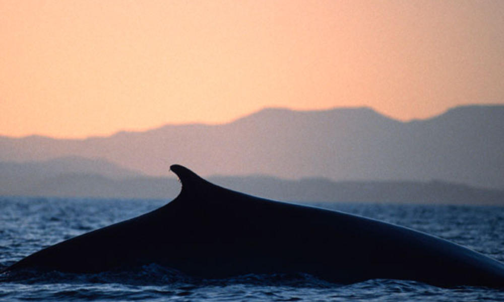 the extinction of fin whale essay Conservation of threatened animals and endangered species sustainable management of their forests the fin whale, the second largest living mammal. the extinction of fin whale essay Conservation of threatened animals and endangered species sustainable management of their forests the fin whale, the second largest living mammal.