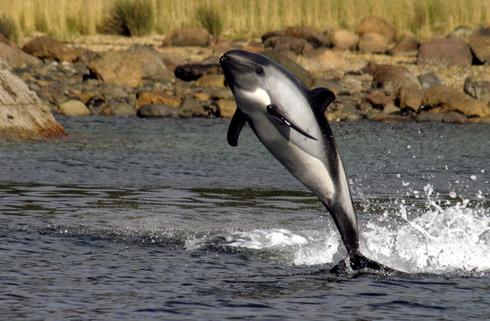 dolphin jumping