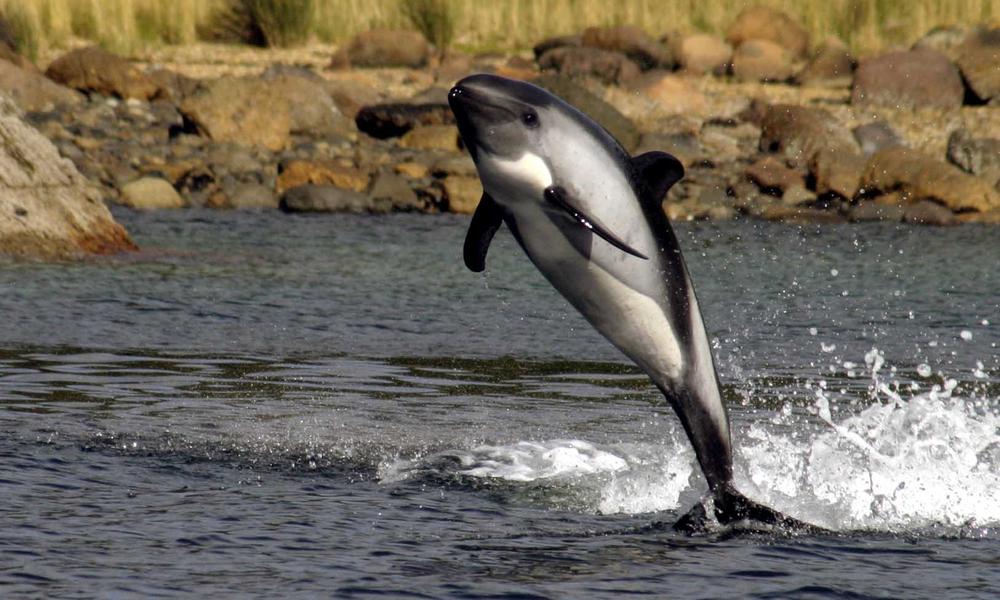 dolphin jumping