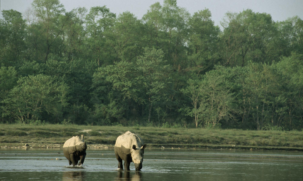 Hi 104167 michel gunther wwf canon