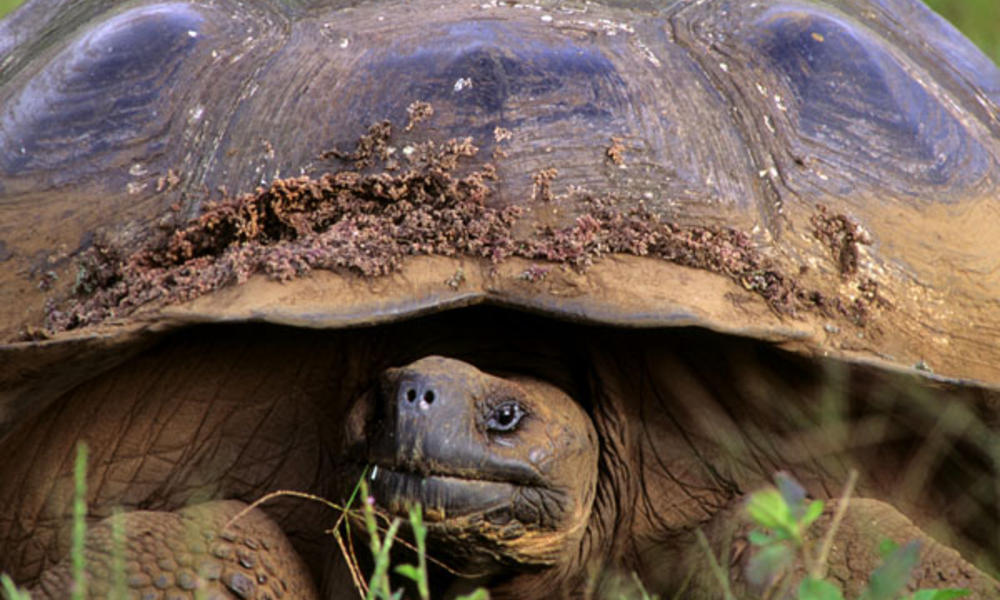 Galapagos giant tortoise