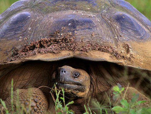 Galapagos giant tortoise