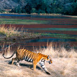 Nepal tiger