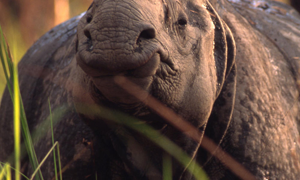 nepal rhino