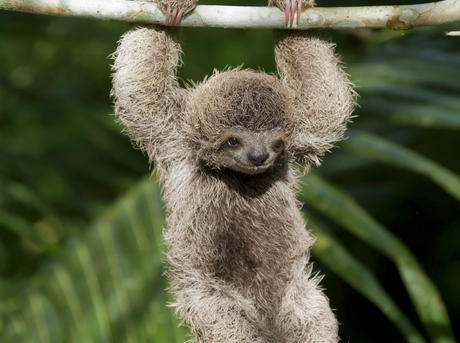 6 Sloth Species