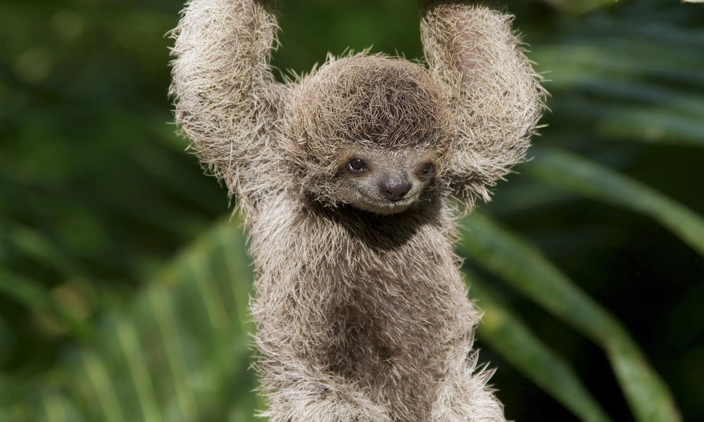 How Sloths Reproduce