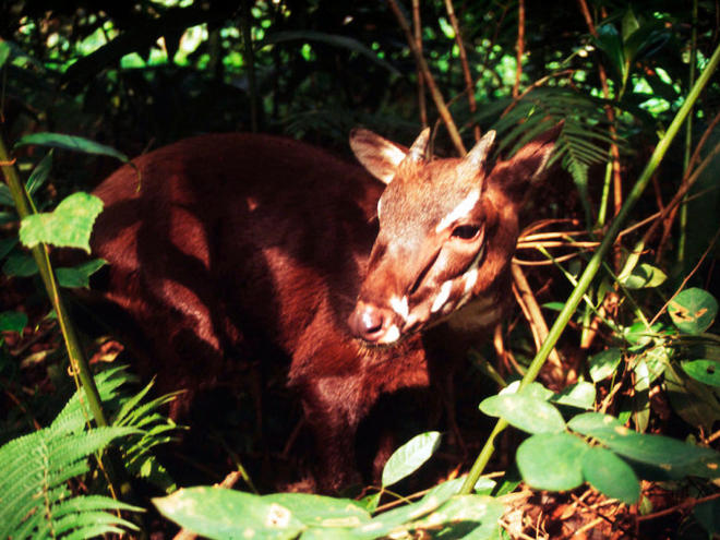Saola Species Wwf Saola Species Wwf