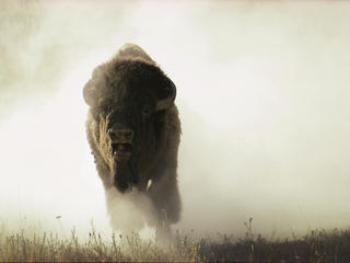 bison charging