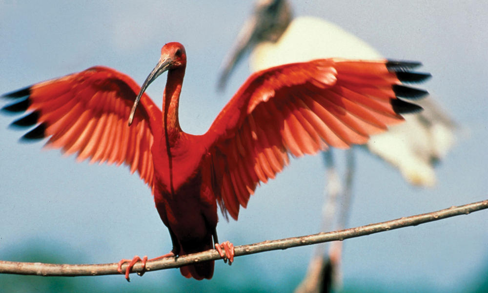 bird on rope
