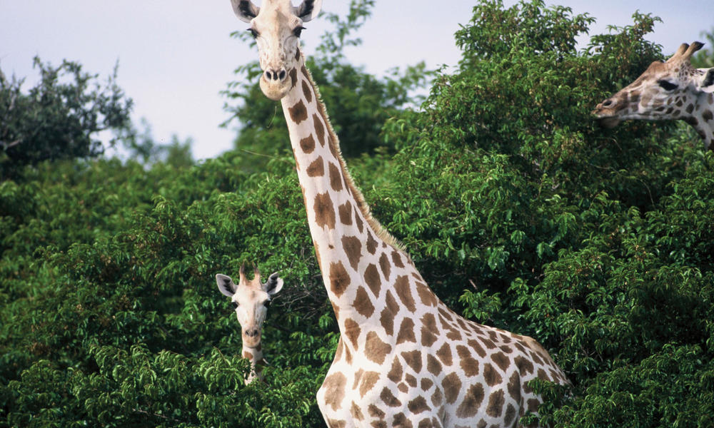 giraffes in trees