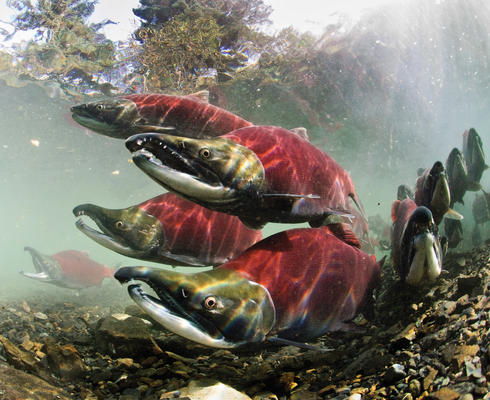 fish in Alaska