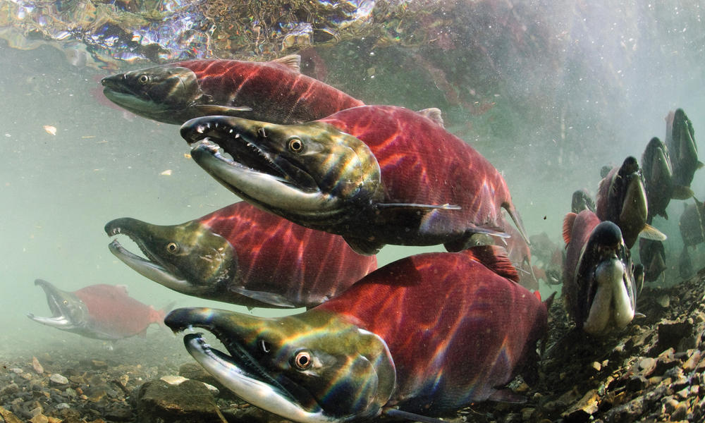 fish in Alaska