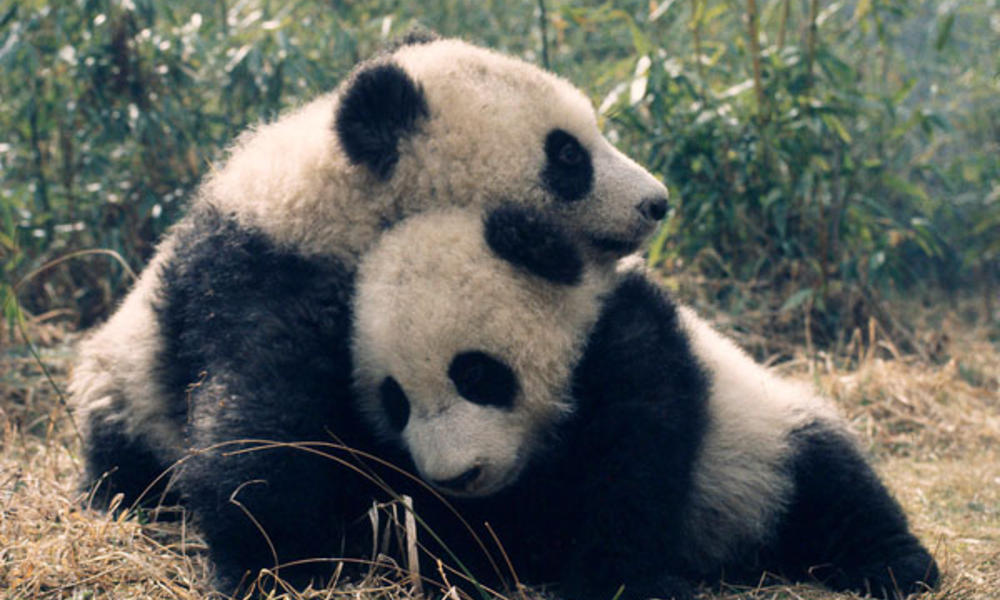 Giant Panda Species Wwf