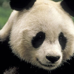 Xavier Toruna - Update Giant_Panda3_07.24.2012_Help