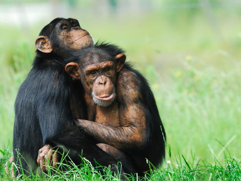chimpanzees hugging