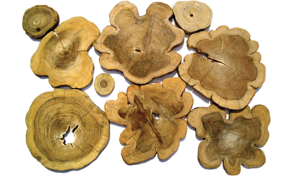 Array of Morado tree cross sections