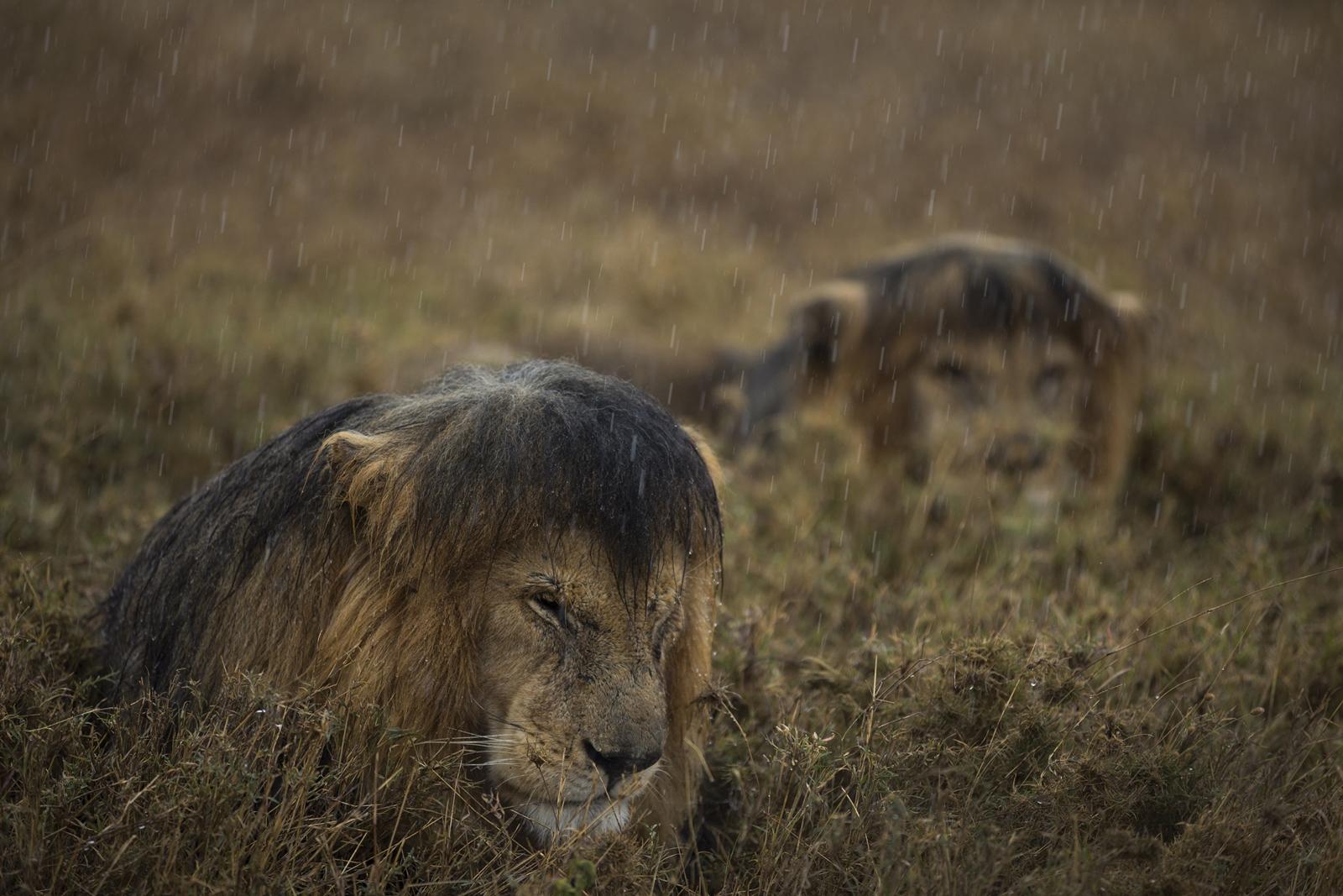 Two wet lions ride out a storm | Magazine Articles | WWF