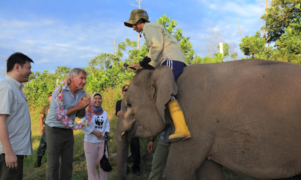 harrison ford indonesia