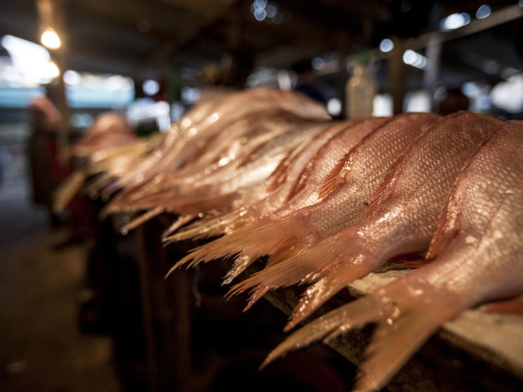 fish for sale
