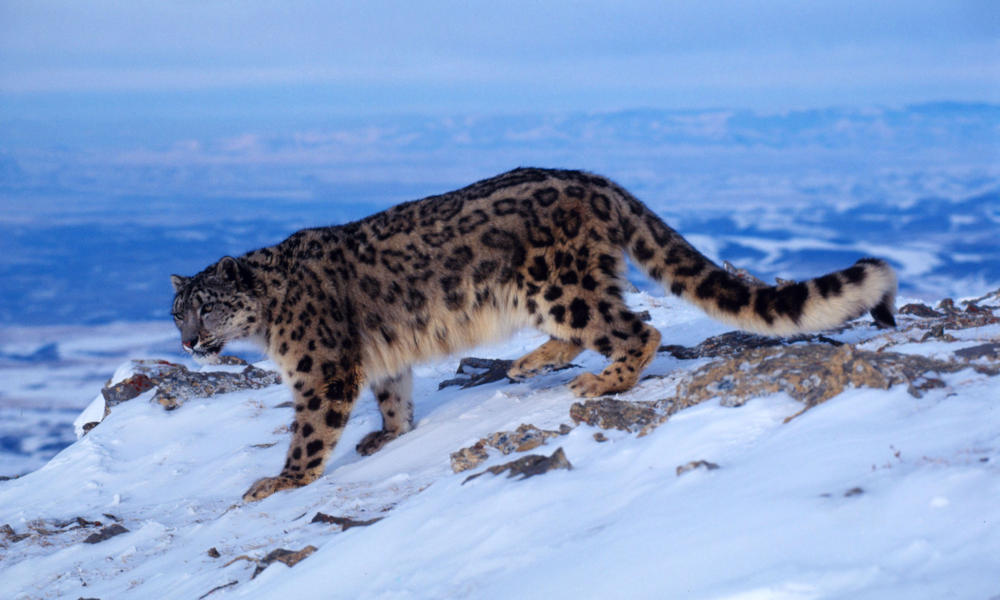 Snow_Leopard_Circle_image_MID_54145.jpg | Photos | WWF