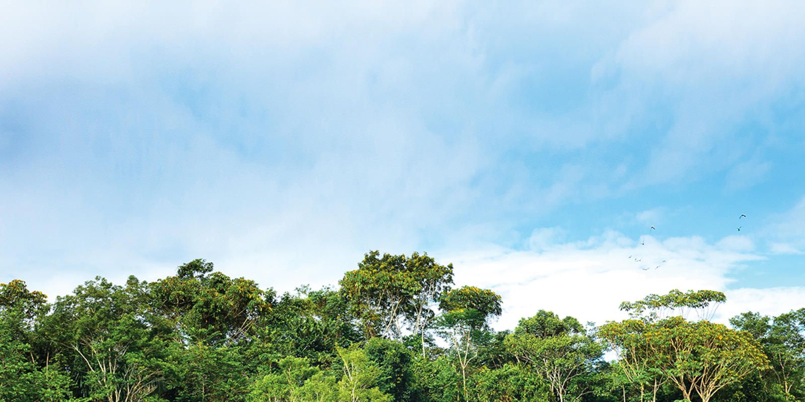 tropical rainforest region tropical rainforest ecosystem