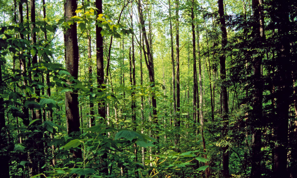 Great Smoky Mountains