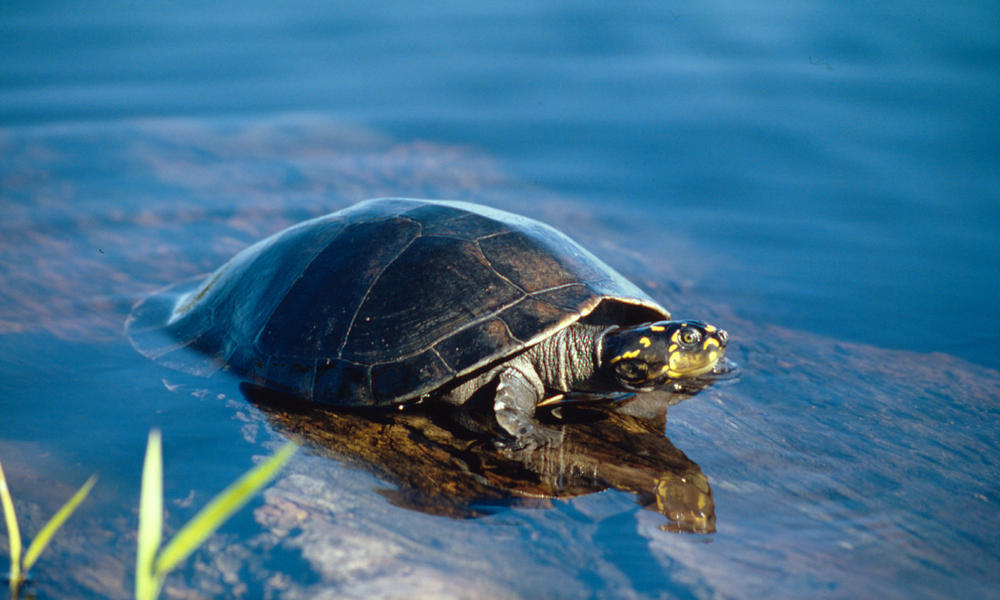 river turtle