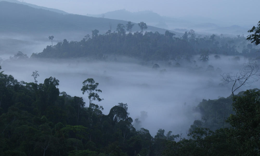 Sabah, North Borneo, Malaysia.