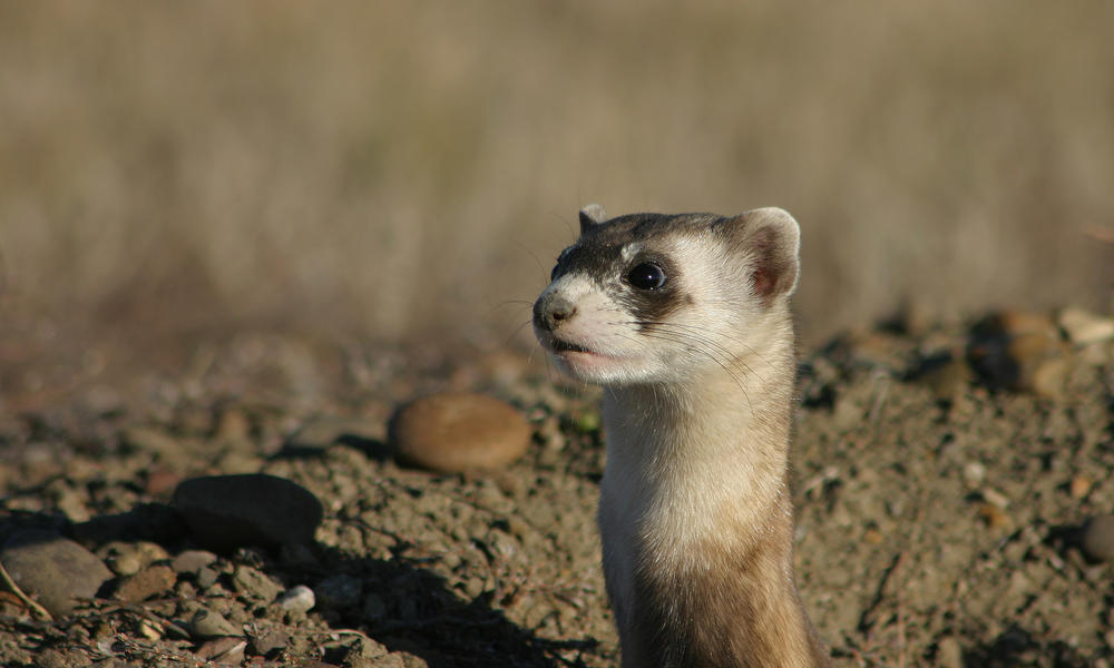 Black-Footed Ferret Facts: The Masked Bandits Of The Northern Great ...