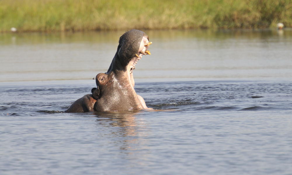 hippo in water