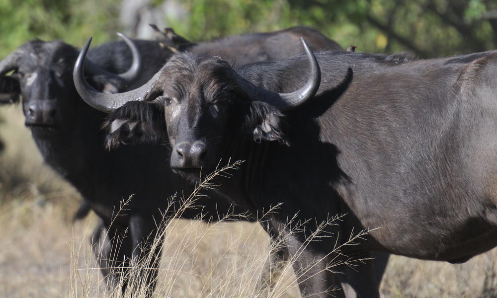 water buffalo standing