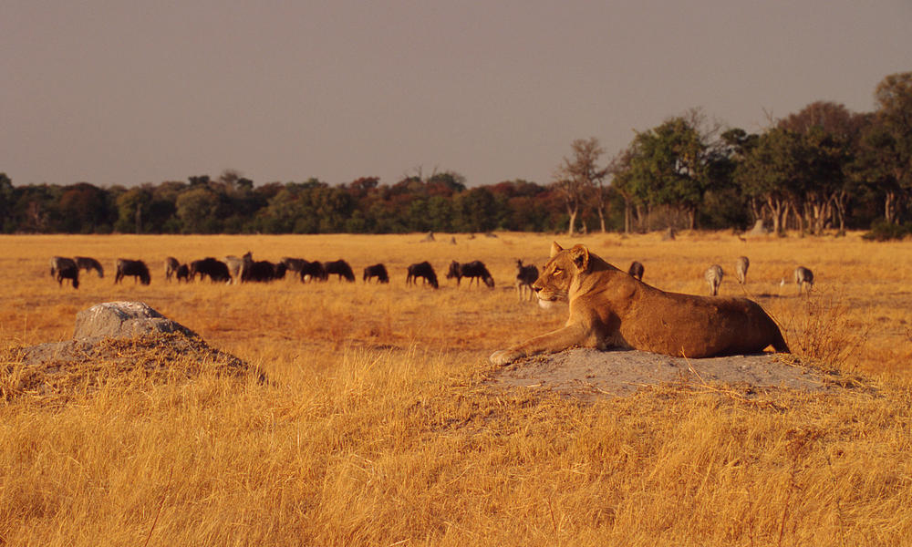 lioness in grass