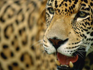 Amazon jaguar