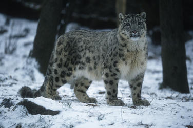 Snow leopard in the snow