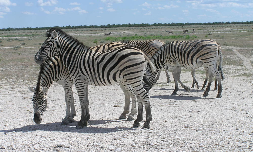 Zebras make Africa's longest land migration Stories WWF