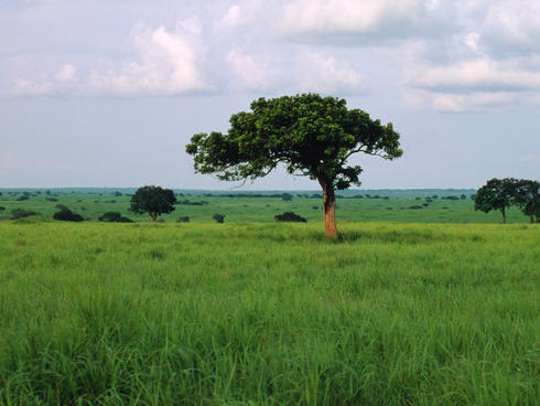 Grasslands in the Democratic Republic of Congo