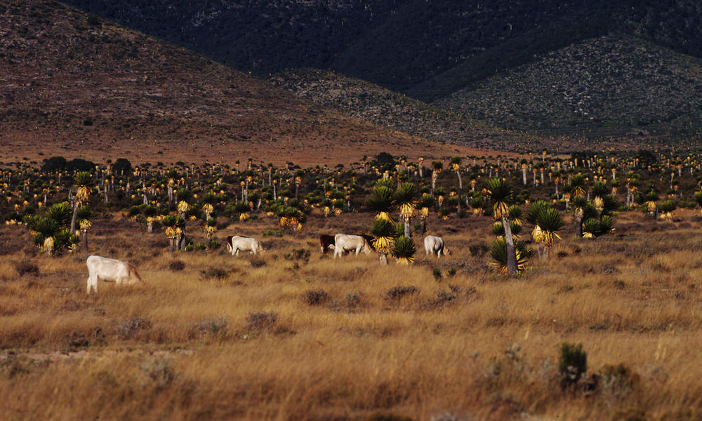 Santillo, Mexico