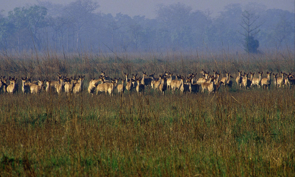 Royal Shuklaphanta Wildlife Reserve