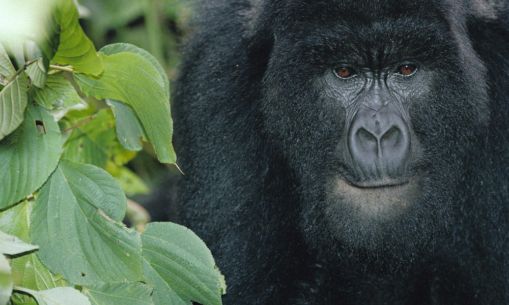 mountain gorilla