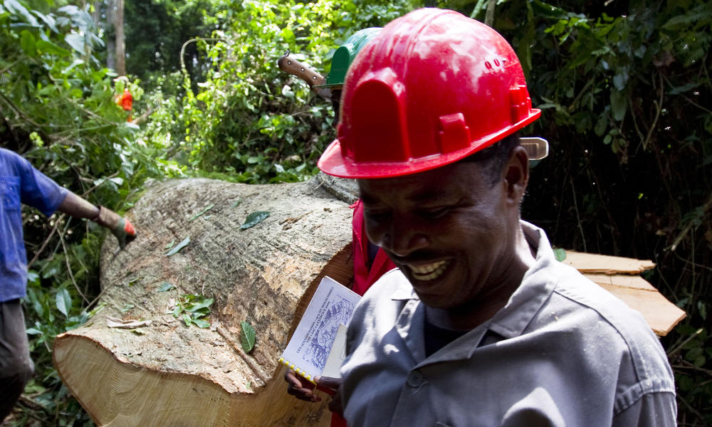 men sawing tree