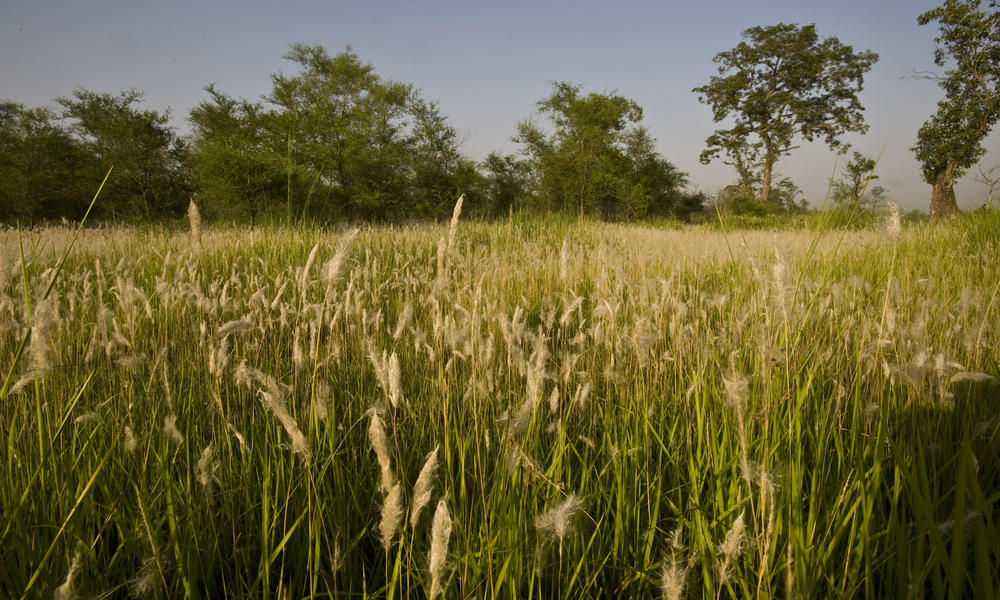 Khata, Royal Bardia National Park