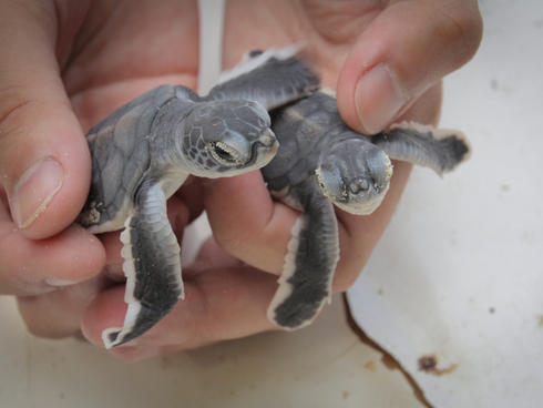 marine turtle hatchlings