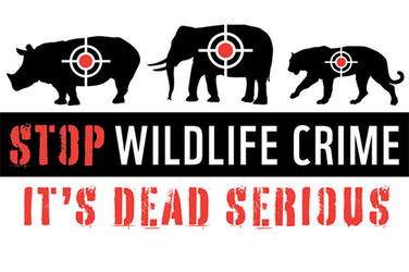 Image result for wwf stop wildlife crime