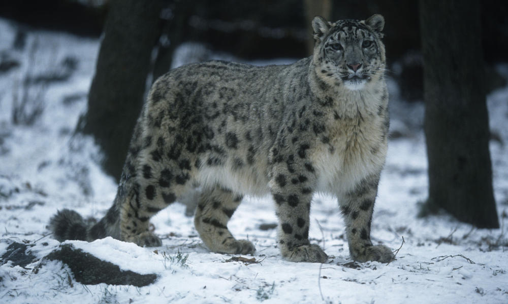 Snow Leopard