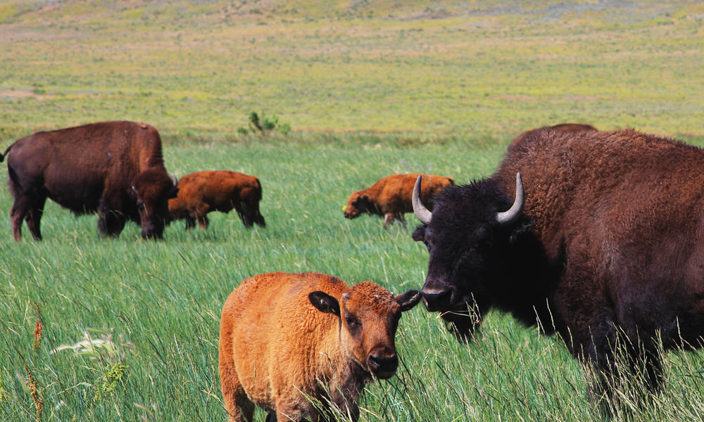 Dennis_lingohr__31_and_calf