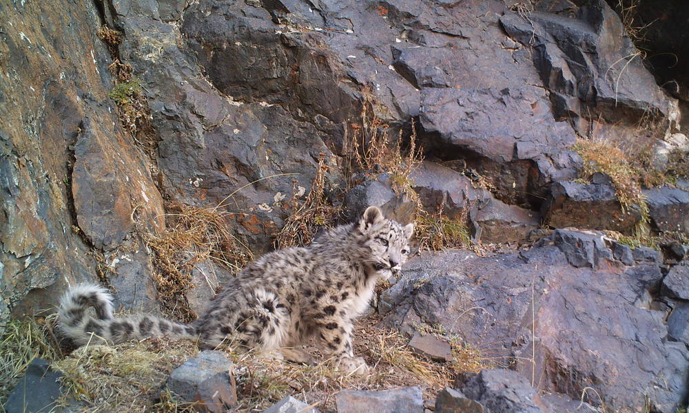 Citizen Scientists Saving Snow Leopards | Stories | WWF