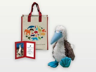 Adopt a Blue-footed Booby