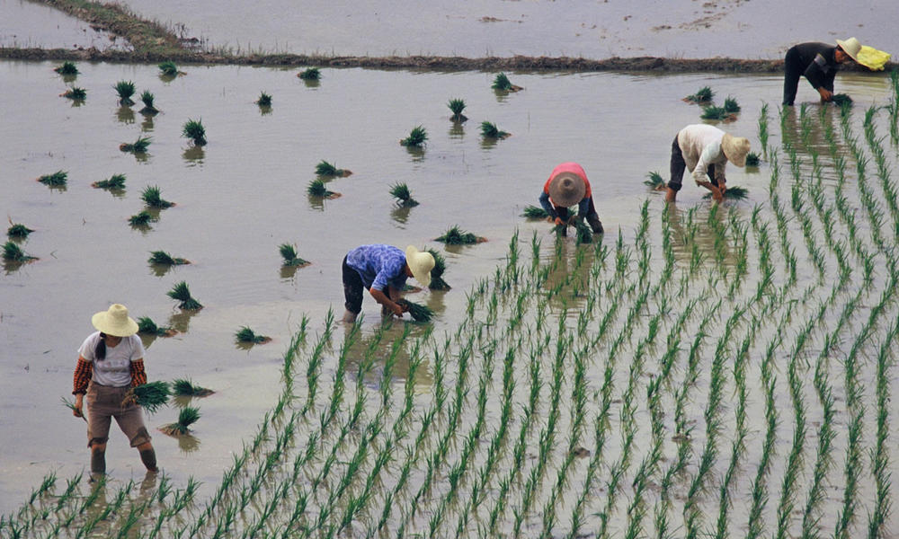 rice-farming-china-food-photos-wwf